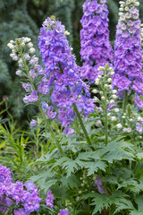 Delphinium elatum 'Purple Passion'