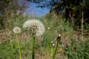 Dandelion in close-up, landscape background