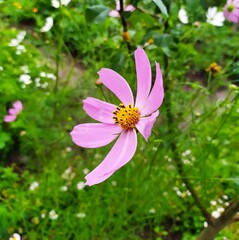 Obraz premium Красивое рядом.. 