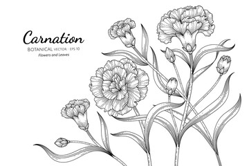 Carnation flower and leaf hand drawn botanical illustration with line art on white backgrounds.