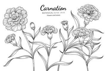 Carnation flower and leaf hand drawn botanical illustration with line art on white backgrounds.
