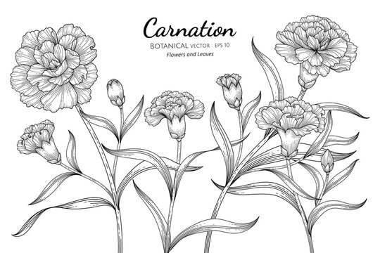 Carnation flower - sketch of tattoo. Detailed, beautiful, art sketch tattoo  carnations. botany, study of flowers. | CanStock