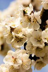 Fototapeta na wymiar White flowers and buds of an apricot tree in spring blossom