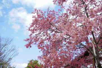 長徳寺のオカメザクラ