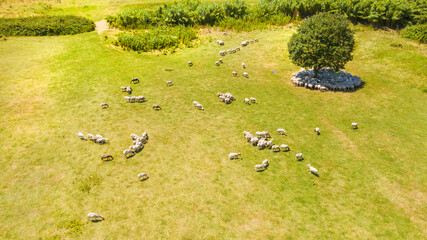 Aerial view of a flock of sheep and goats (Ovis aries) grazing in a countryside. Sheep are eating free and under a tree
