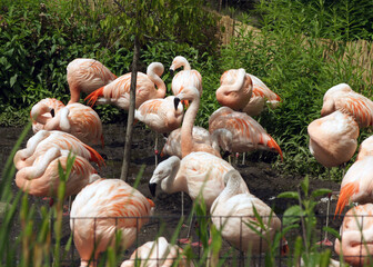 flamingos im zoo