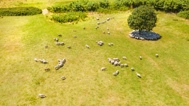 Aerial view of a flock of sheep and goats (Ovis aries) grazing in a countryside. Sheep are eating free and under a tree
 - Powered by Adobe