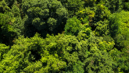 Aerial view of a dense forest. There are many trees, bushes and green grass on this beautiful spring day.