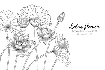 Lotus flower and leaf hand drawn botanical illustration with line art on white backgrounds.