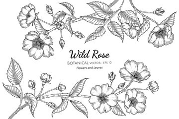Wild rose flower and leaf hand drawn botanical illustration with line art on white backgrounds. - obrazy, fototapety, plakaty