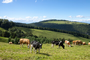 Fototapeta na wymiar Jura mountains, swiss landscape, green land with herd of cows on the pasture. Summer day. Simmental bread.