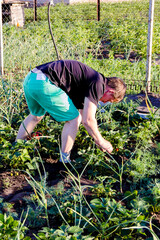 man picking strawberries in the garden
