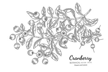 Cranberry fruit hand drawn botanical illustration with line art on white backgrounds.