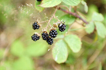 Fototapeta premium brombeeren im wald