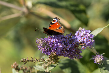 butterfly on flower