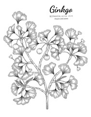 Ginkgo hand drawn botanical illustration with line art on white backgrounds.