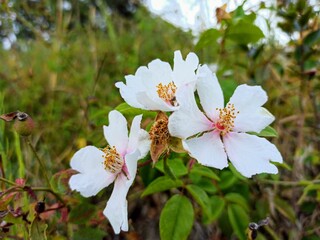 flower tree blossom