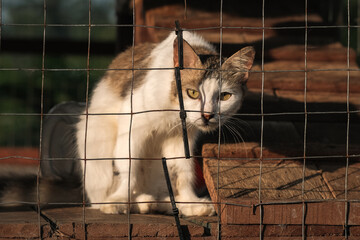 Cats  resting  in a cage