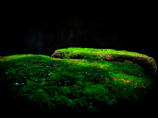 green moss in the wall