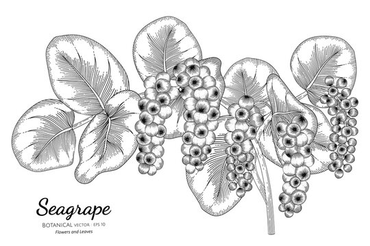 Seagrape fruit hand drawn botanical illustration with line art on white backgrounds.