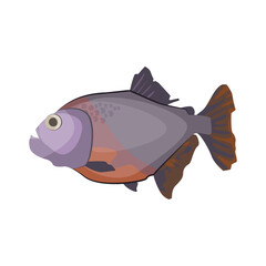 South American piranha. Freshwater predatory fish. Can be used for topics like carnivore, aquarium, fauna