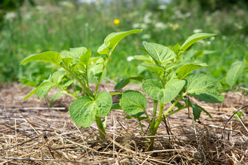 Permaculture organic gardening: Young Potato plant growing outdoors in mulch of dried hay.