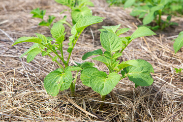 Permaculture organic gardening: Potato plant growing outdoors in mulch of dried hay.