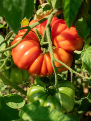 Appetitoso pomodoro riccio nell'orto pronto da mangiare