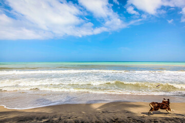 Dog playing in Palomino Guajira beach Colombia