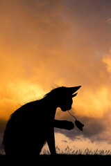 Naklejka na ściany i meble illustration of cat catching the mouse at sunset