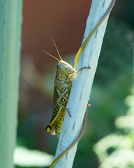grash&uuml;pfer auf blatt