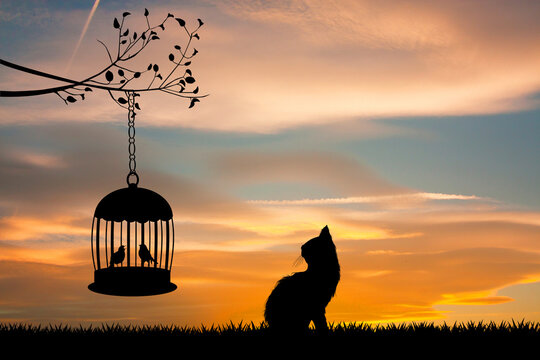 cat looks at the caged birds