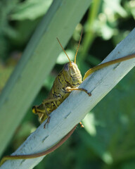 grashüpfer auf blatt