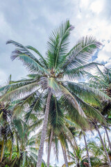 Fototapeta na wymiar Palm Tree with coconuts in Caribbean Palomino Guajira Colombia