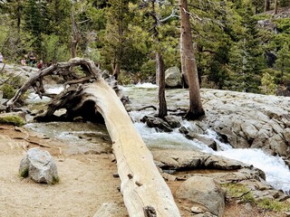 Deadwood at Lake Tahoe