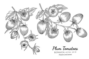 Plum tomato hand drawn botanical illustration with line art on white backgrounds.