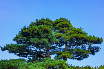 Fototapeta premium 石川県金沢市兼六園の松と青空