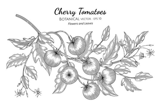 Cherry tomato hand drawn botanical illustration with line art on white backgrounds.