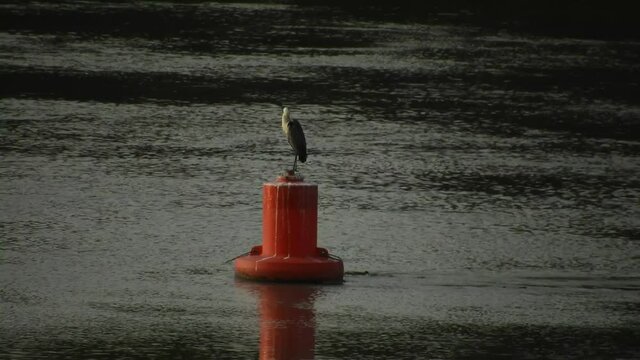 gray heron - a large bird - stands on a large red beak and combes its hair on an early summer morning in the middle of the fast and wide Kuban River