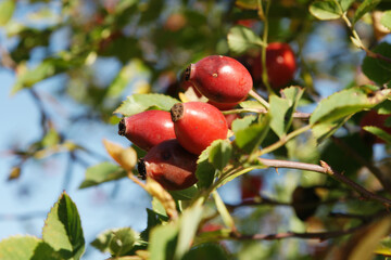 hagebutten im herbst