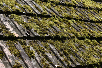 Dach mit Moos, vermostes Dach als Gefährdung für Gebäude, Dachrenovierung notwendig, Dachreparatur für Gebäude gegen Folgeschäden