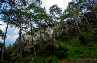 Cedars in the dense forest of the island of Cyprus on a clear summer day.