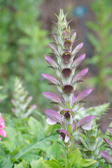 Acanthus spinosus Stacheliger B&auml;renklau