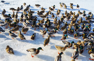 A huge flock of ducks eat abandoned bread on the ice of a frozen pond on a clear frosty winter day.