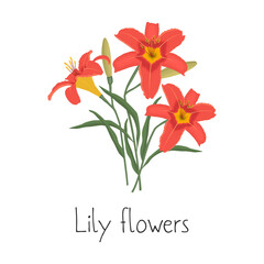 Lilies with buds and green leaves on a white background. Summer orange flowers. Vector illustration