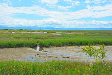 The wetlands of Isola Della Cona in Friuli-Venezia Giulia, north east Italy
