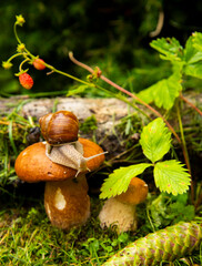  A garden snail sits on a large wet mushroom, and another smaller mushroom grows nearby.