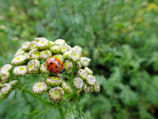 ladybug auf gelber blume