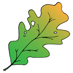 Oak leaves. Vector illustration of autumn oak leaves. Hand drawn autumn leaves.