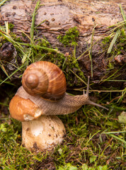  A garden snail sits on a large wet mushroom.